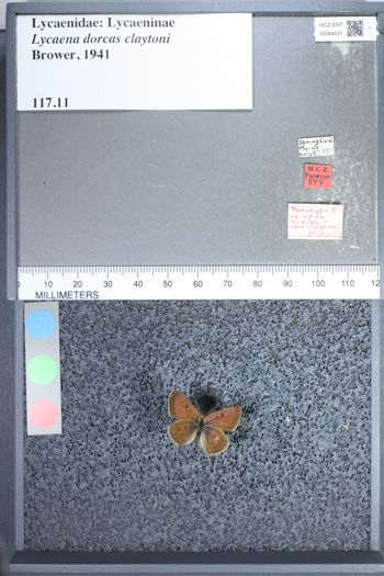 Media type: image;   Entomology 64531